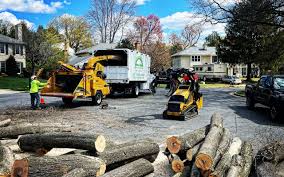 Best Tree Removal Services  in Chamberlayne, VA